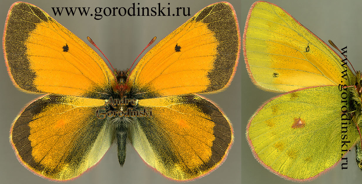 http://www.gorodinski.ru/pieridae/Colias baeckeri.jpg